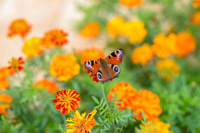 Close-up of butterfly pollinating on flower