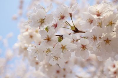 Close-up of white cherry blossoms