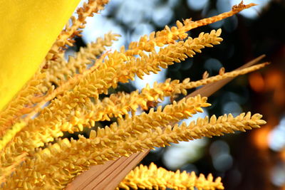 Close-up of yellow flowers hanging on plant