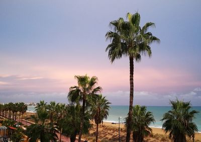 Palm trees on beach against sky