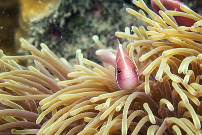 Fish swimming in sea