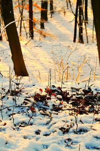 Scenic view of frozen lake during winter