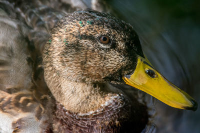 Close-up of duck