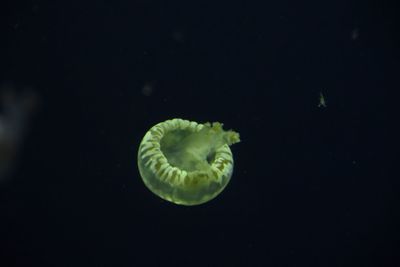 Close-up of jellyfish swimming in sea