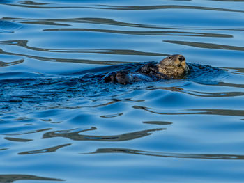 High angle view of turtle in sea