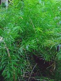 High angle view of bamboo plants on field
