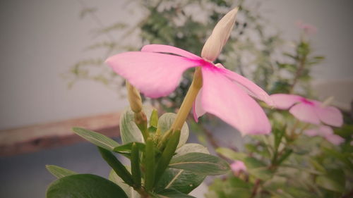 Close-up of pink flower blooming outdoors