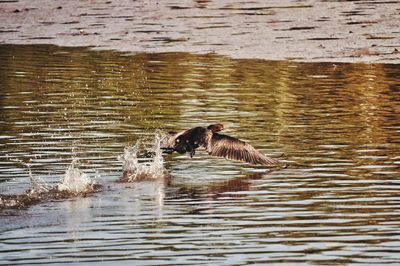 Duck swimming in lake