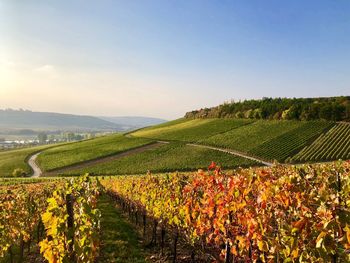 Scenic view of vineyard against sky