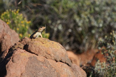 Lizard on rock