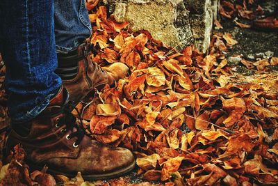 Close-up of autumn leaves