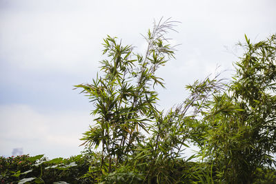 Low angle view of plants against sky