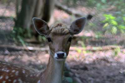 Close-up portrait of deer. this female and young fellow deer looks really like bambi