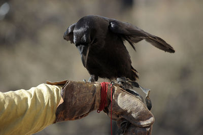 Close-up of bird perching on hand