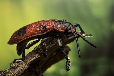 Beetle -  coraliomela quadrimaculata