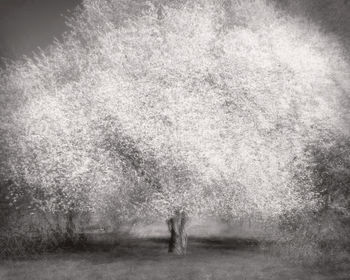 Person standing on field in forest