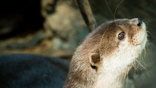 Close-up of meerkat