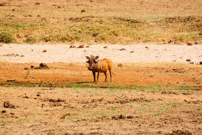 Wild boar on field at tsavo east national park