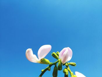 Low angle view of white flowering against clear blue sky