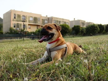 Dog looking away on field