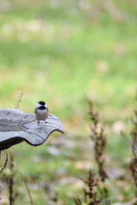 Close-up of bird perching outdoors
