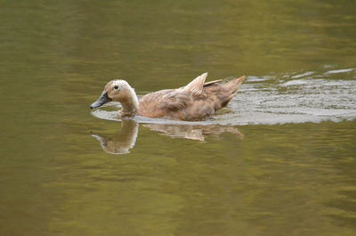 Duck swimming in a lake