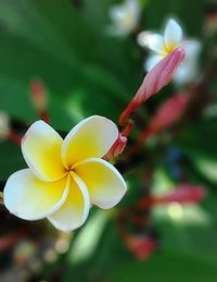 Close-up of frangipani blooming outdoors