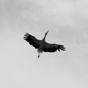 Low angle view of stork flying against sky