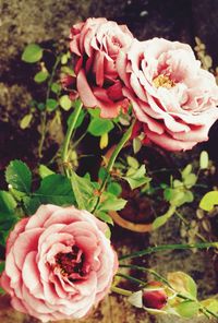 Close-up of pink rose