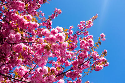 Low angle view of pink cherry blossoms in spring