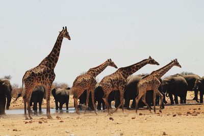 Giraffes and elephants against clear sky