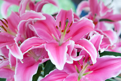 Close-up of pink flowers blooming outdoors