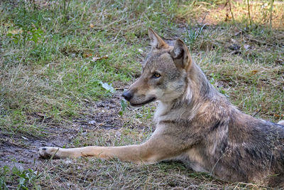 Side view of lion sitting on land