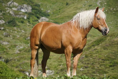 Horse standing in a field