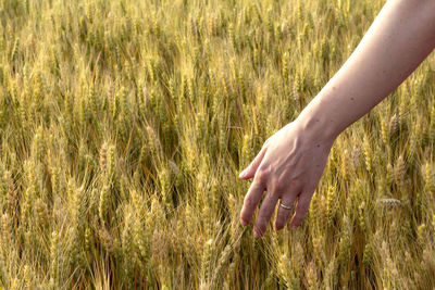Close-up of hand touching crops on field