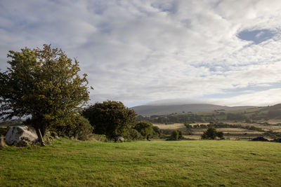 Trees on field against sky in typical irish rual landscape.