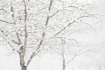 Close-up of frozen bare tree during winter