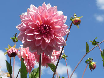 Low angle view of pink flowering plants against sky