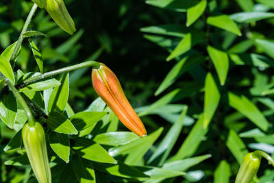 Close-up of yellow flower