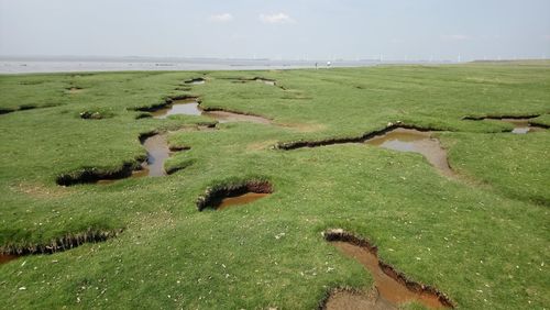 Scenic view of green landscape