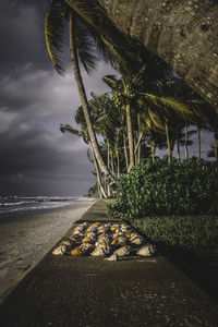 Palm tree by sea against sky