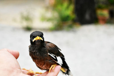 Close-up of hand holding bird