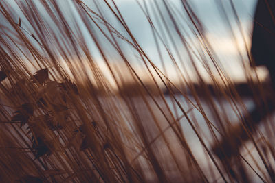 Full frame shot of plants growing in field