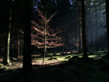 Trees on field at night