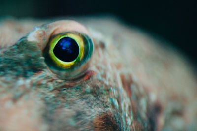 Close-up of animal eye