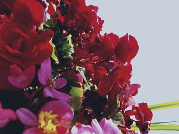Close-up of pink flower