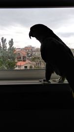 Close-up of bird perching on window