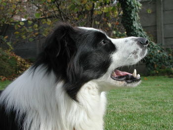 Close-up of dog on grass