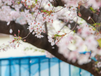 Close-up of pink cherry blossom tree