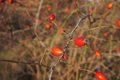 Close-up of red berries growing on tree